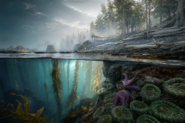 Kelp Cathedral cover art